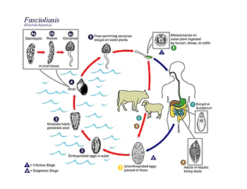 Imagen: Diagrama que muestra el ciclo de vida de los nemátodos parásito Fasciola hepatica y F. gigantica, causantes de la fasciolosis (Fotografía cortesía del CDC).